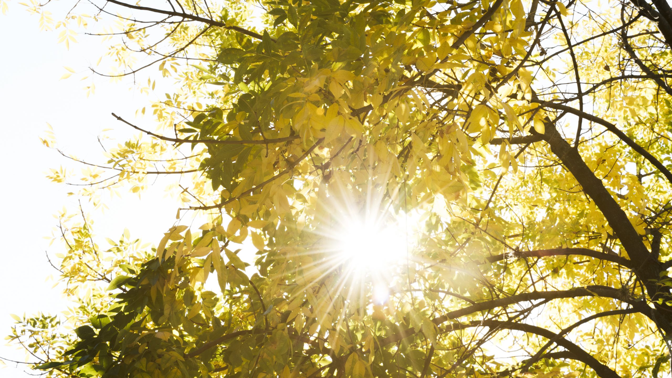 Солнечная погода текст. Осеннее равноденствие 2022. Весеннее равноденствие Солнечный лес. Осеннее равноденствие фото. Чистое небо сквозь листву.